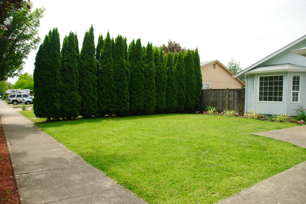 A pale blue house behind a neat green lawn and a tall row of evergreen trees